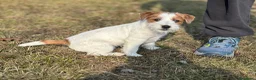 Jack Russell cani in vendita: Cuccioli jack russell pelo ruvido  - Annuncio 2