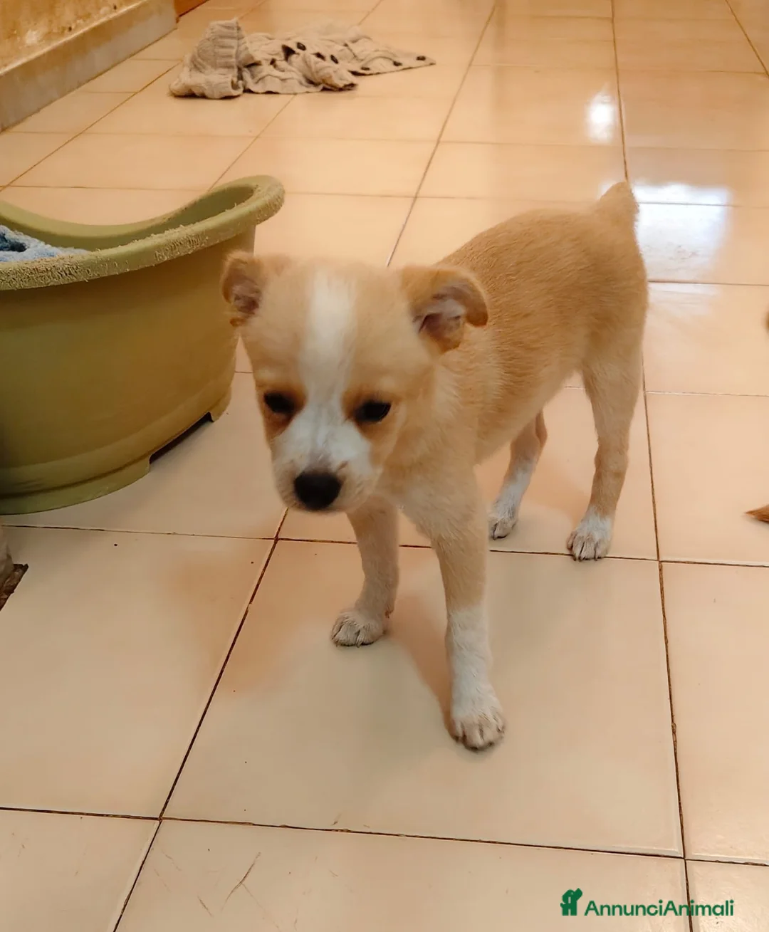 Meticcio cani in regalo: Demi meravigliosa cucciola taglia medio piccola  - Annuncio 3