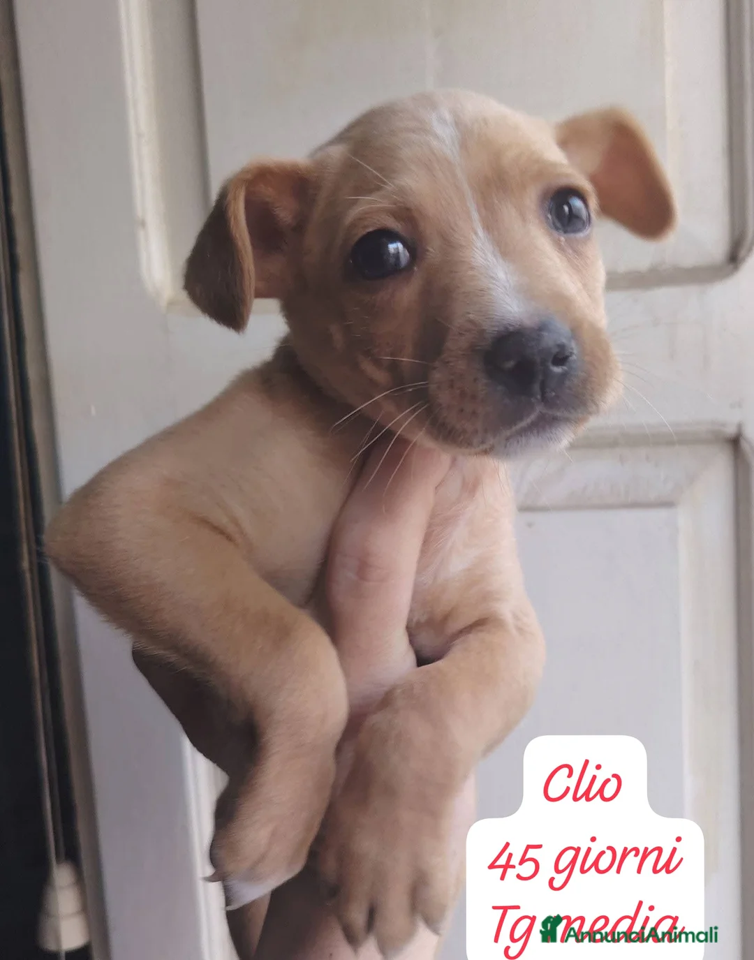 Meticcio cani in regalo: Cuccioli, non hanno chiesto di nascere  - Annuncio 14