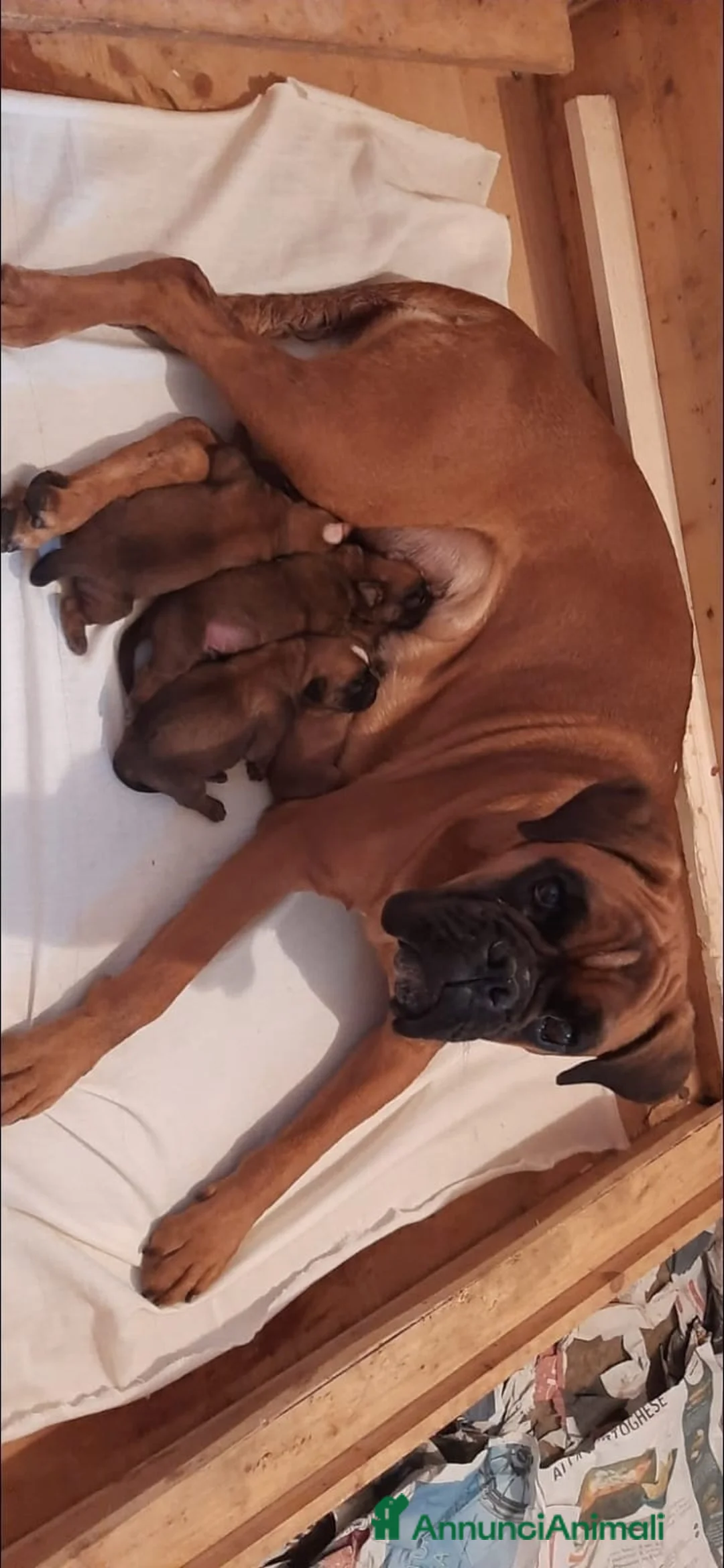 Boxer cani in vendita: Boxer Cuccioli - Annuncio 1