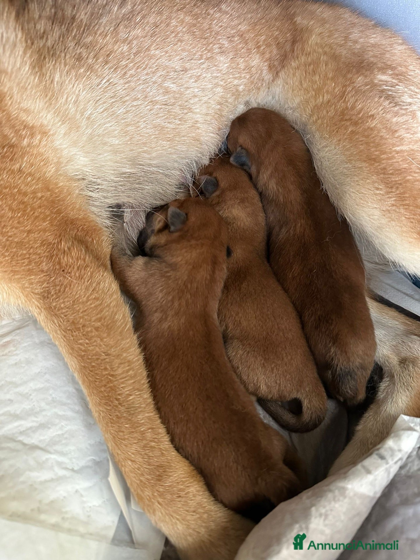 Shiba Inu cani Shiba Inu con Pedigree - Annuncio 1