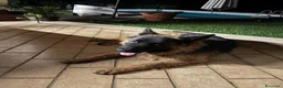 Pastore Tedesco cani in vendita: Vendita cucciolo pastore tedesco  - Annuncio 2