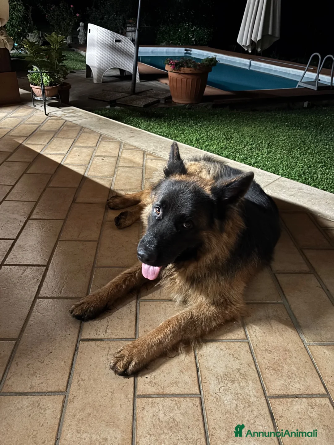 Pastore Tedesco cani in vendita: Vendita cucciolo pastore tedesco  - Annuncio 2