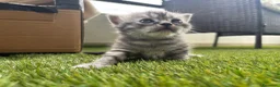 Scottish gatti in vendita: Scottish - Annuncio 9