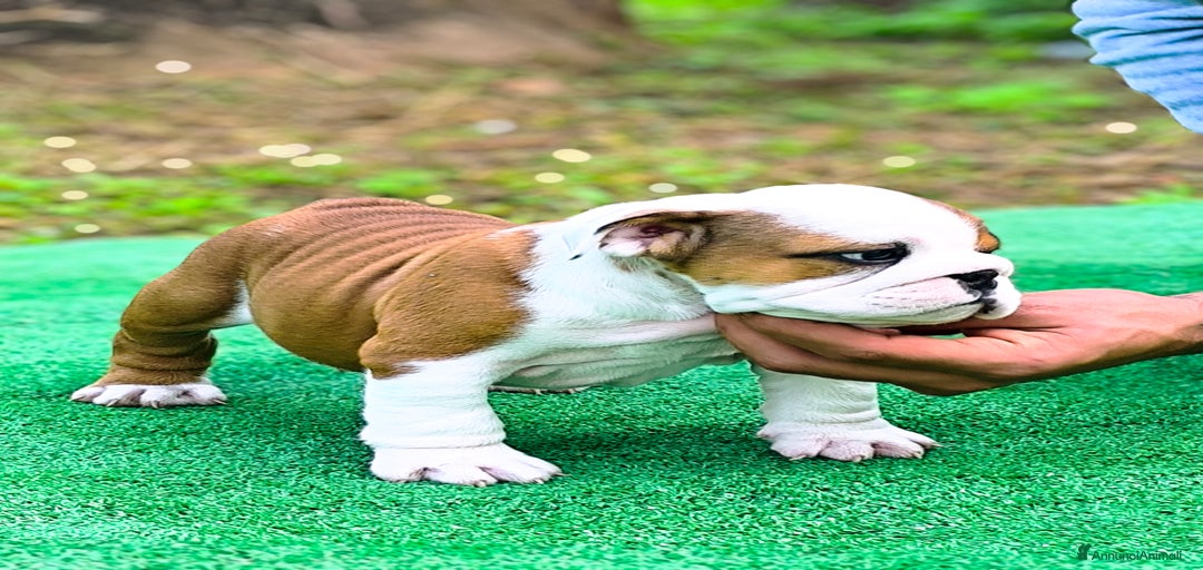 Immagine della galleria {{count}}