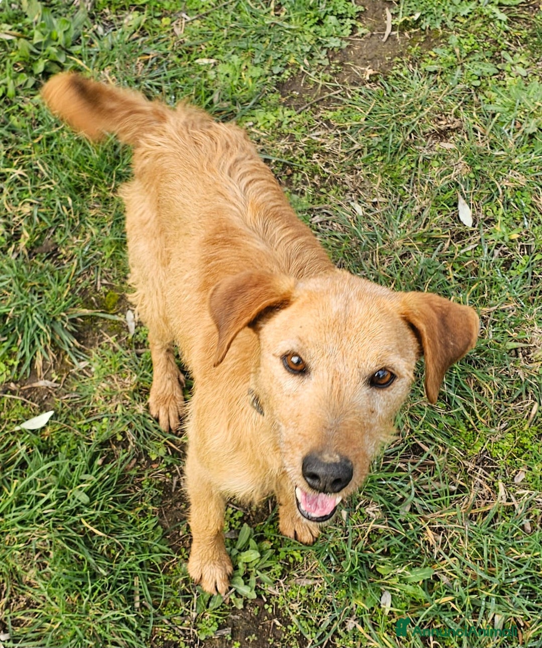 Meticcio cani in regalo: FRITZ MALGRADO TUTTO SORRIDE ANCORA - Annuncio 2