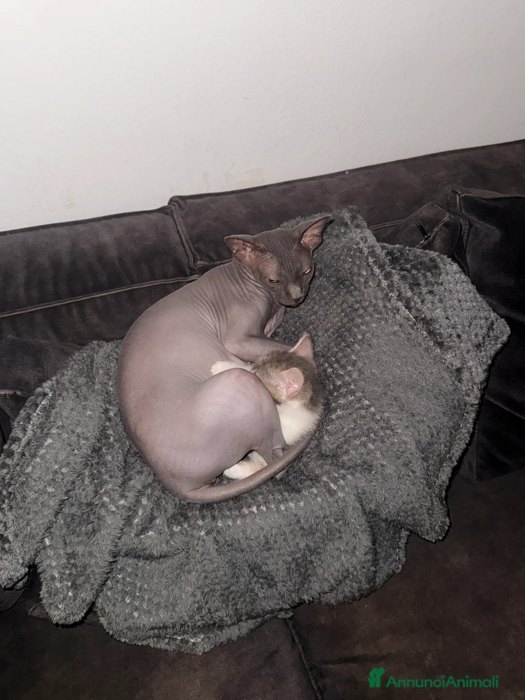 Altre razze gatti in regalo: Gattini in regalo  - Annuncio 2
