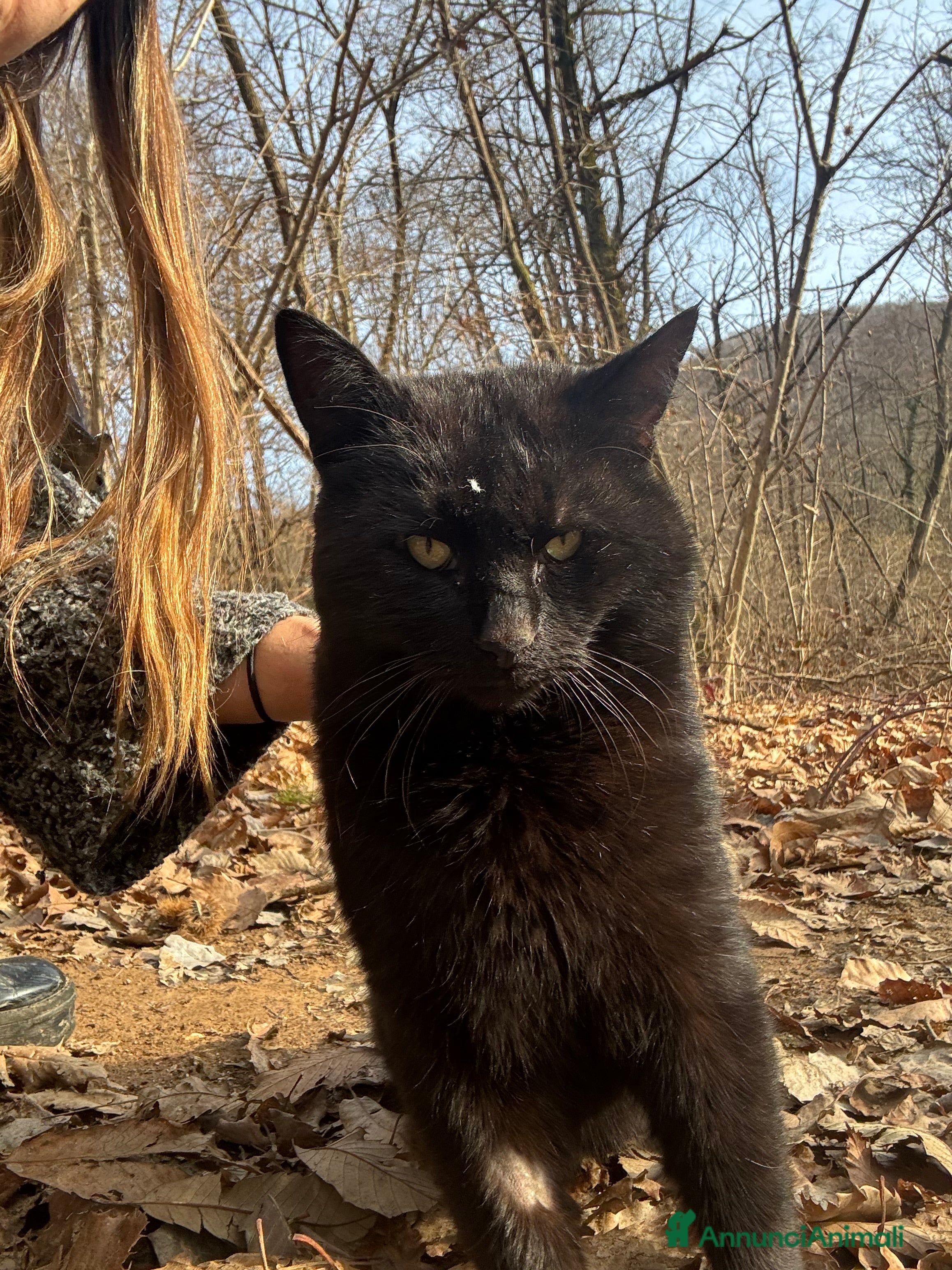 Meticcio gatti Gatto cerca nuova casa, urgente!  - Annuncio 1