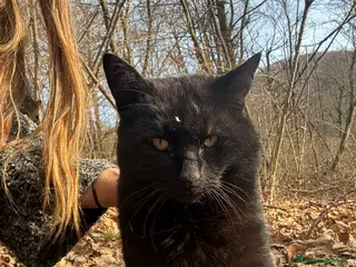 Meticcio gatti Gatto cerca nuova casa, urgente! - Annuncio 1