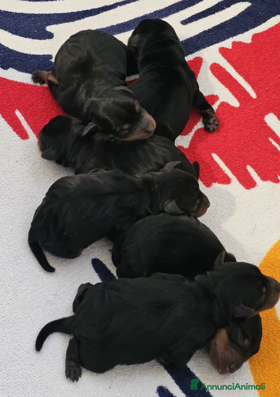 Pinscher Miniatura cani Pinscher nano zwergpinscher cuccioli  - Annuncio 2