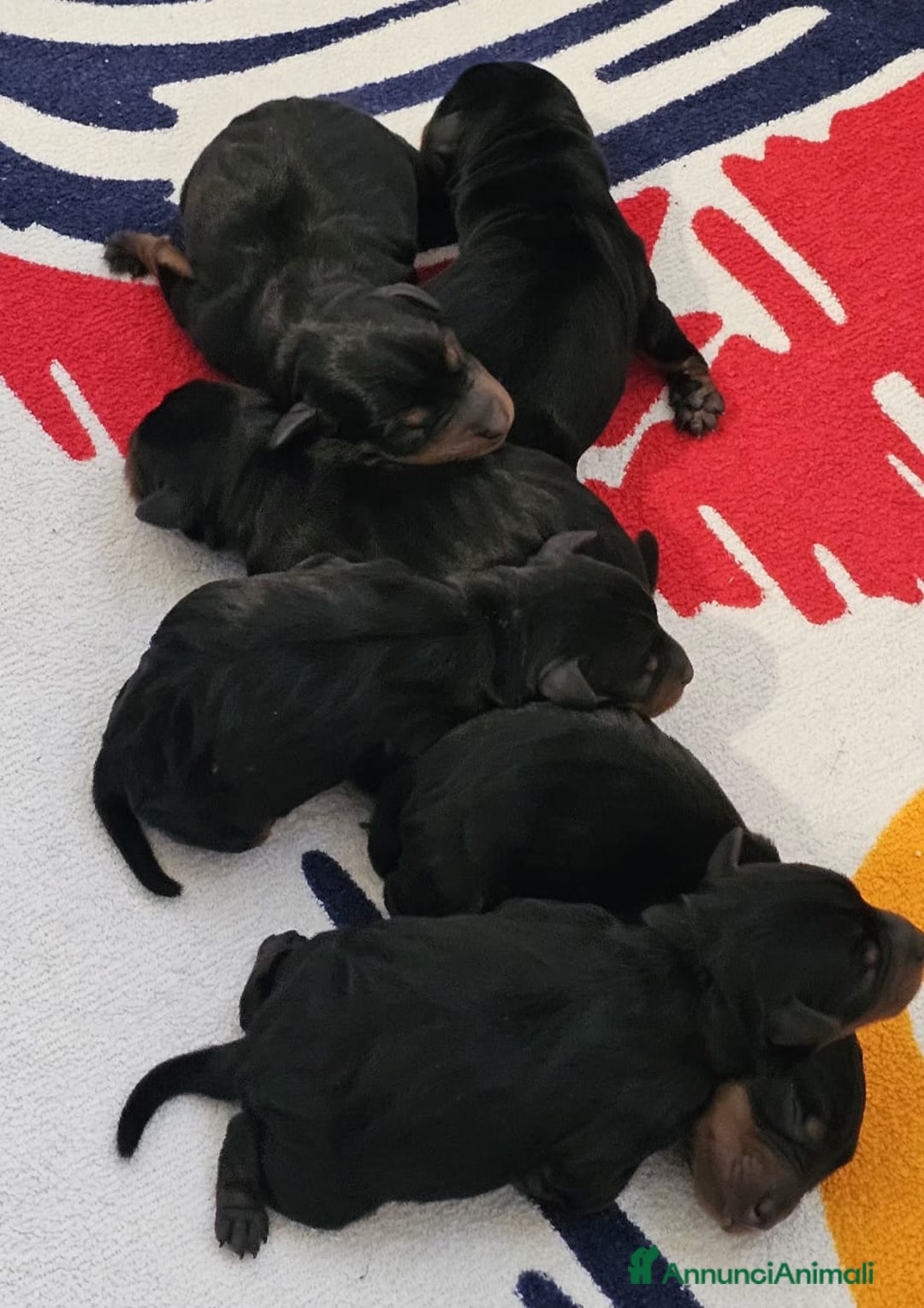 Pinscher Miniatura cani in vendita: Pinscher nano zwergpinscher cuccioli  - Annuncio 2