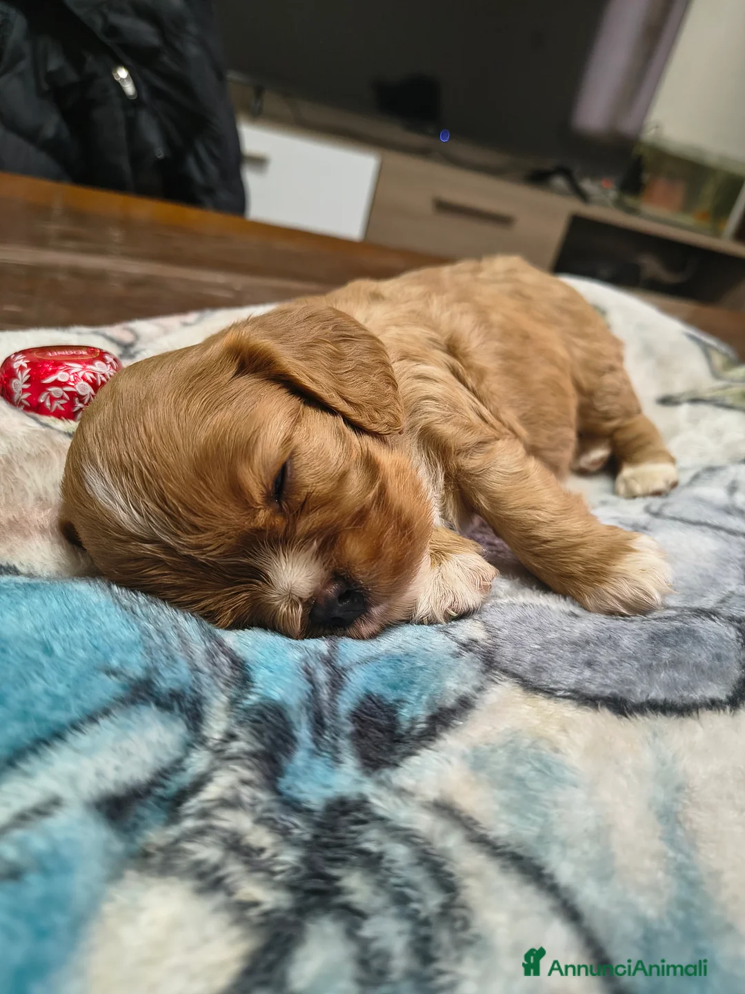 Cavalier King cani in vendita: Cuccioli di cavalier king Charles spaniel  a Provincia di Modena - Annuncio 4