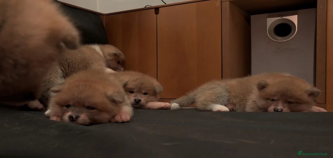 Immagine della galleria {{count}}