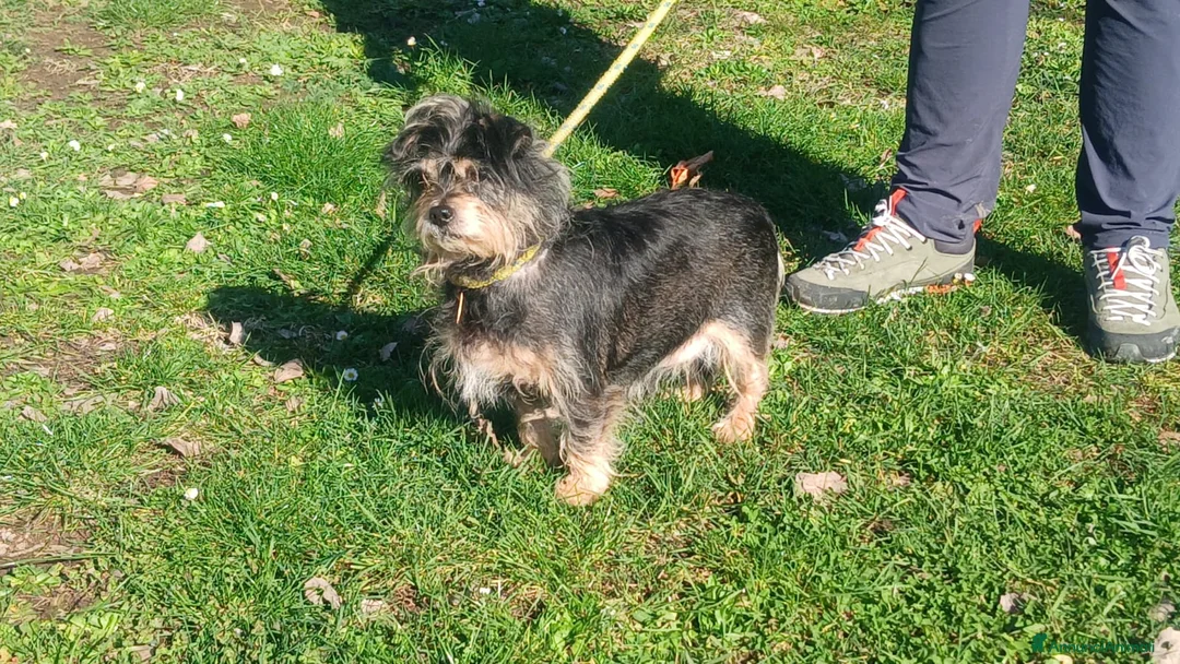 Meticcio cani in regalo: NONNO NINO ABBANDONATO SENZA PIETA', IN ADOZIONE - Annuncio 4