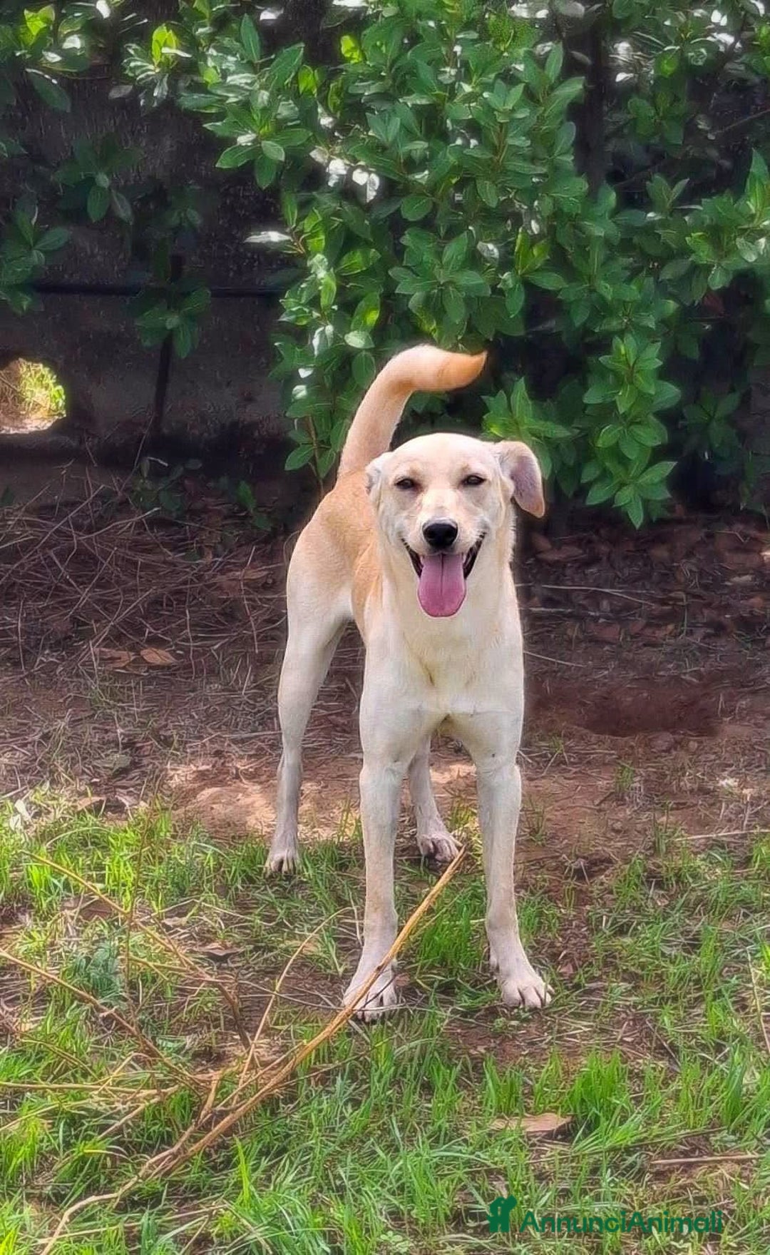 Meticcio cani in regalo: OLLY 💙-ancora aspetta: dolcissimo, nessuno chiama - Annuncio 6