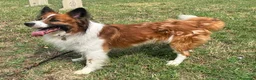 Meticcio cani in regalo: CHARLIE BORDER COLLIE - Annuncio 3