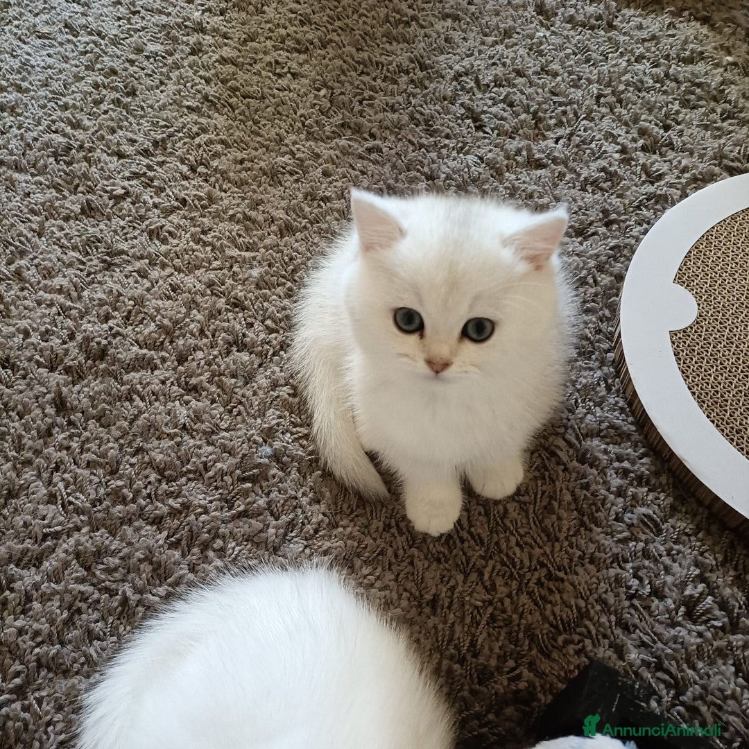 British gatti in vendita: Mirtilla cerca a casa  - Annuncio 3