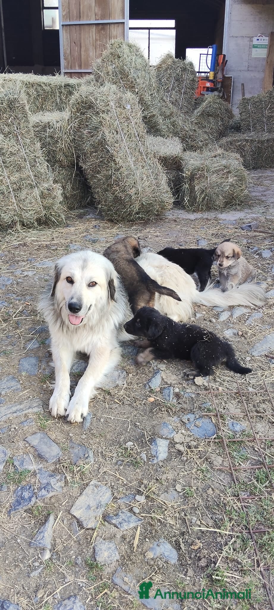 Meticcio cani Disponibili cuccioli Akita x Pastore della Sila - Annuncio 22