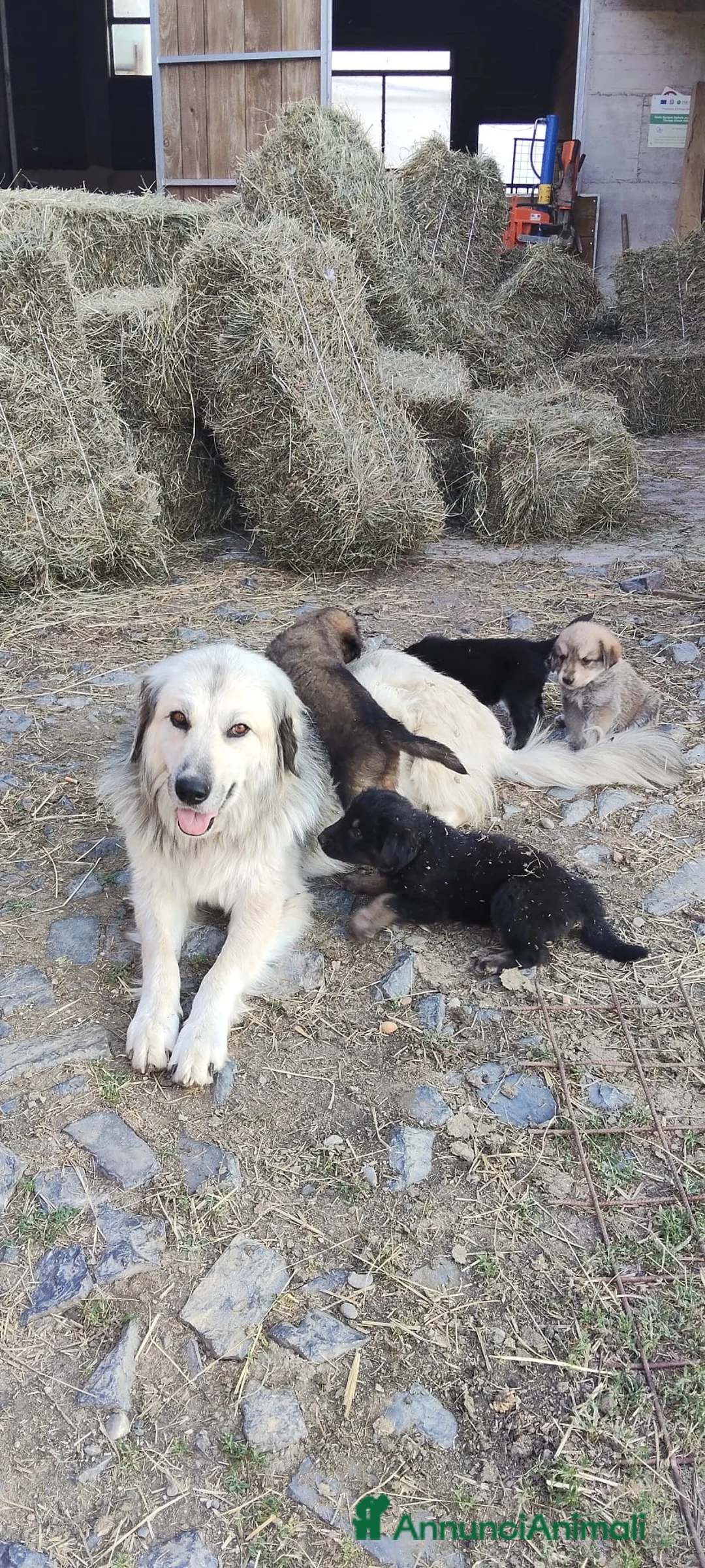 Meticcio cani in vendita: Disponibili cuccioli Akita x Pastore della Sila - Annuncio 1