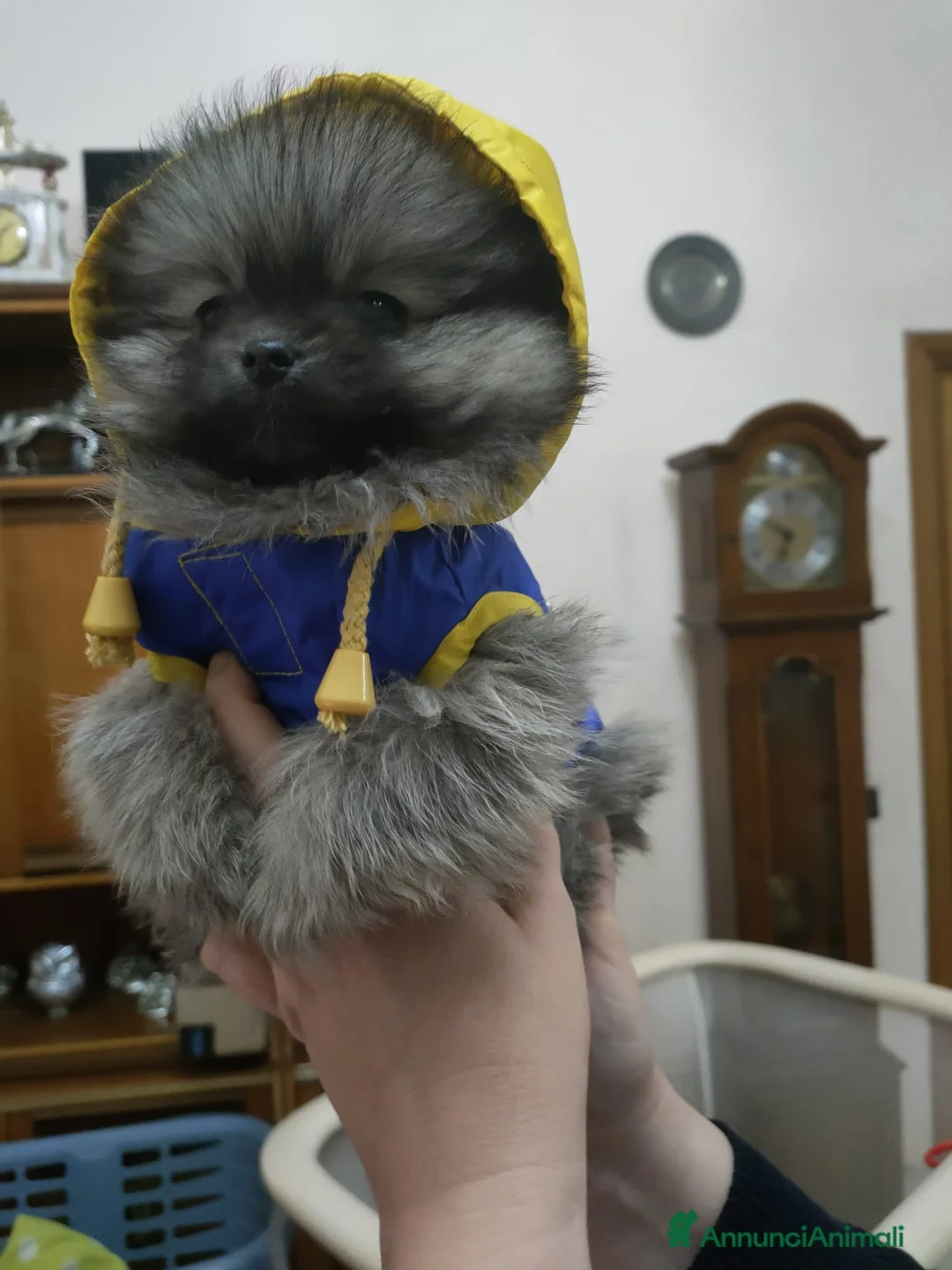 Volpino Pomerania cani in vendita: POMERANIA  - Annuncio 5