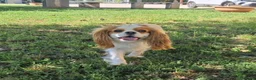 Cavalier King cani in vendita: Ultimo cucciolo di Cavalier King con Pedigree - Annuncio 5