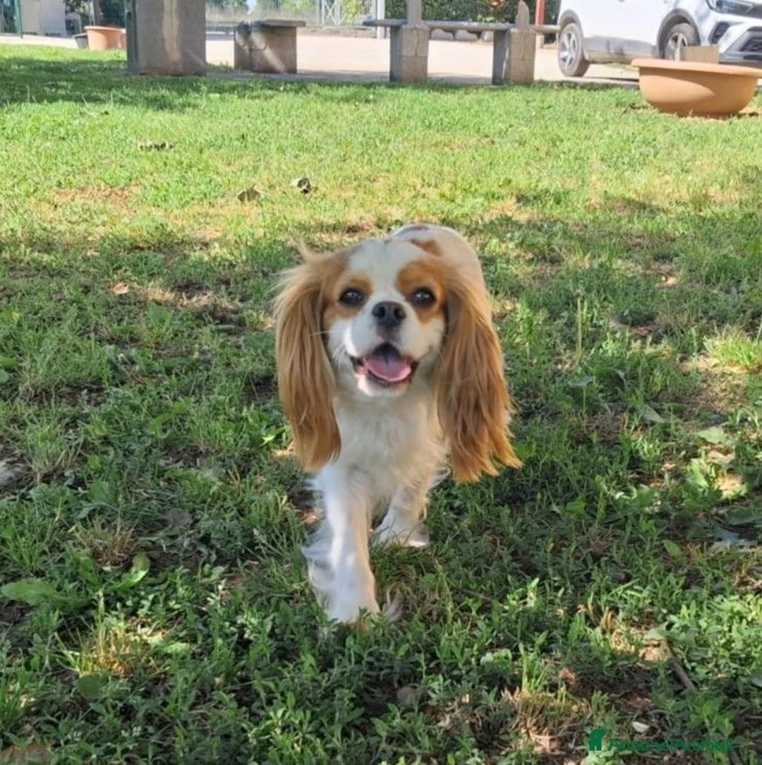 Cavalier King cani in vendita: Ultimo cucciolo di Cavalier King con Pedigree - Annuncio 5