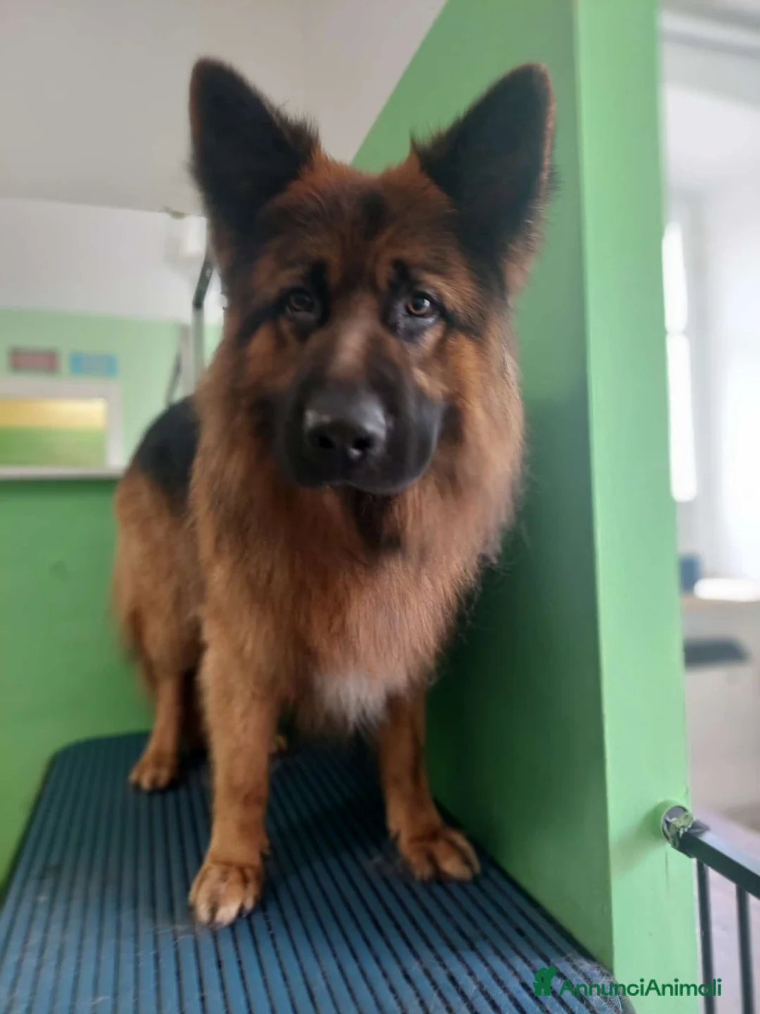 Pastore Tedesco cani per accoppiamento: Zeuss  - Annuncio 1