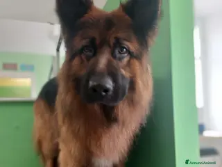 Pastore Tedesco cani Zeuss - Annuncio 5