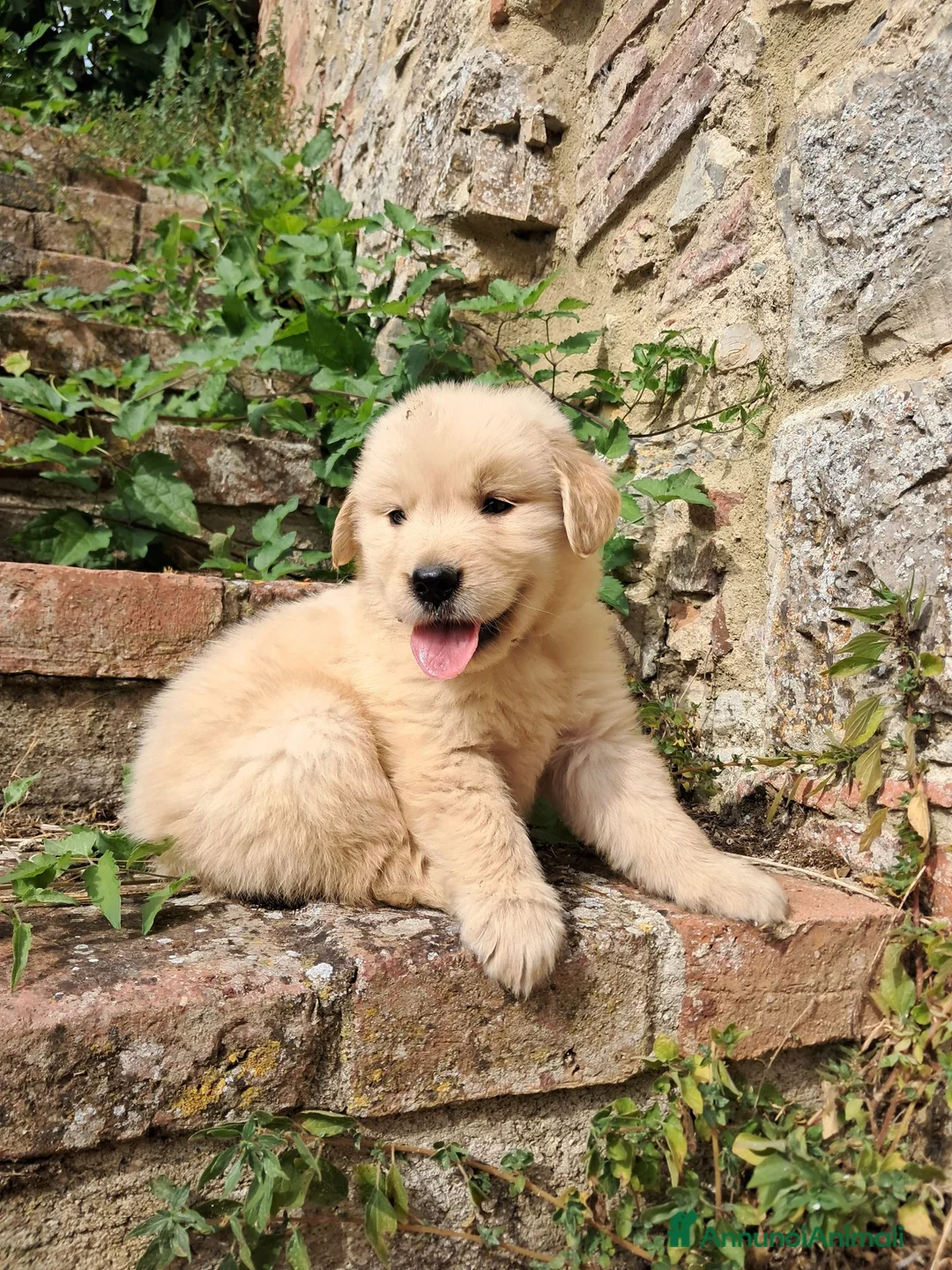 Golden Retriever cani in vendita: Cuccioli Golden Retriever Americano  a Provincia di Siena - Annuncio 4