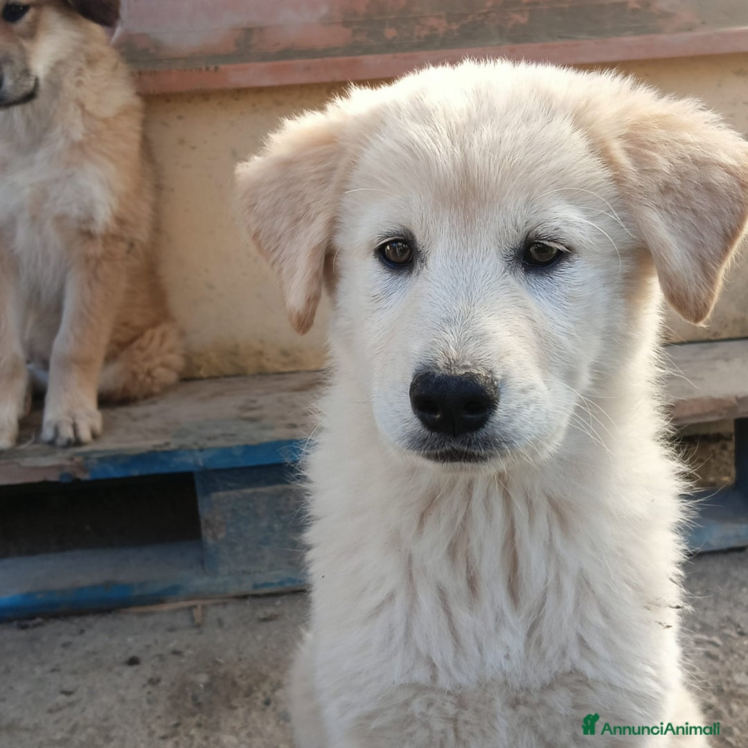 Meticcio cani in regalo: Una famiglia per la dolce Keila  - Annuncio 4