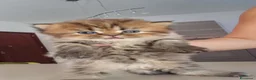 Persiano gatti in vendita: Gattini persiani  - Annuncio 9
