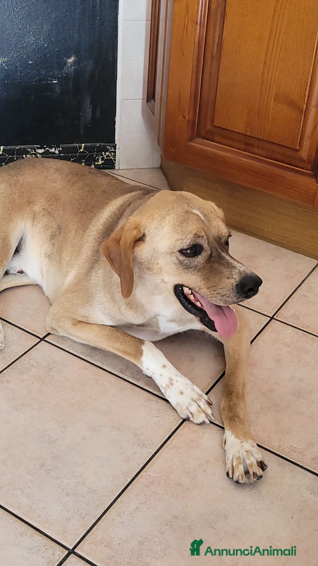 Meticcio cani in regalo: Splendido meticcio DYLAN a Città metropolitana di Milano - Annuncio 5