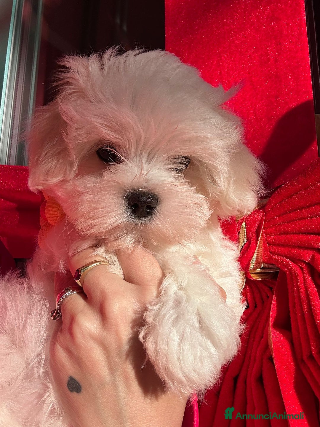 Maltese cani in vendita: Cuccioli di maltese con pedigree ENCI  - Annuncio 19