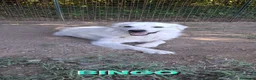 Pastore Abbruzzese Maremmano cani in regalo: Sara e Bingo dolcissimi simil maremmani - Annuncio 4