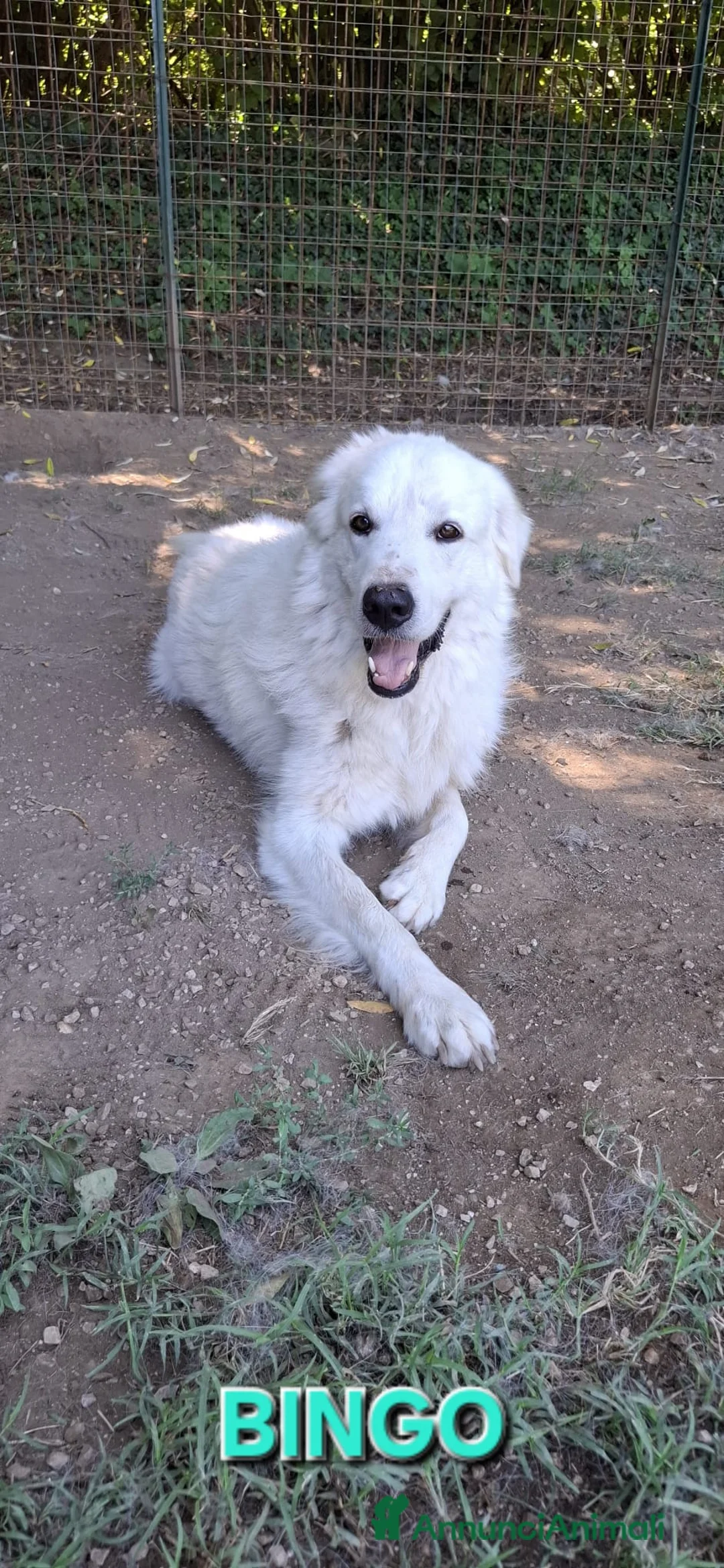 Pastore Abbruzzese Maremmano cani in regalo: Sara e Bingo dolcissimi simil maremmani - Annuncio 4