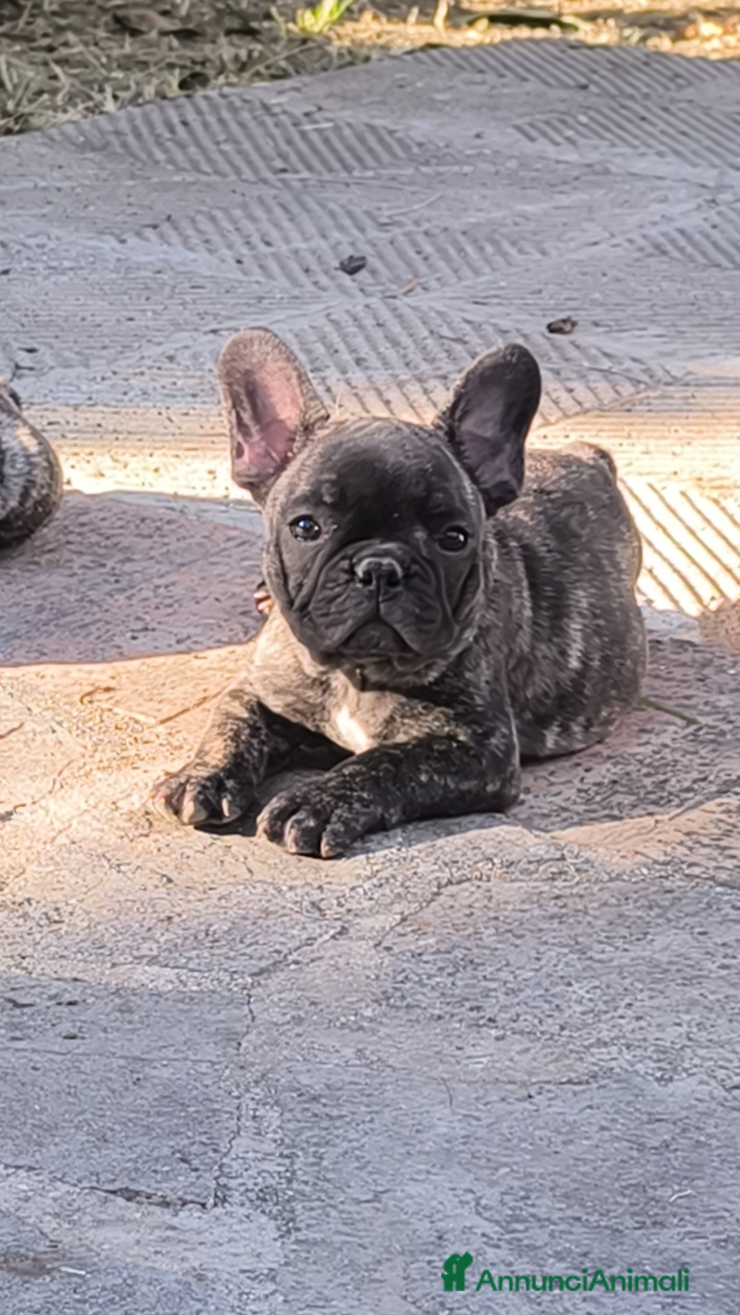 Bulldog Francese cani in vendita: Bulldog francese cuccioli enci a Provincia di Salerno - Annuncio 22