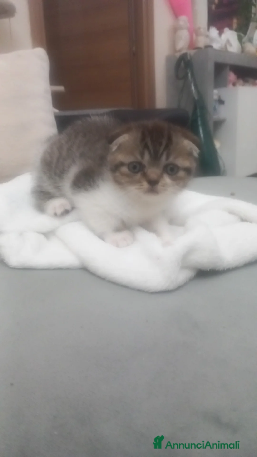Scottish gatti in vendita: Schottich Fold  - Annuncio 7