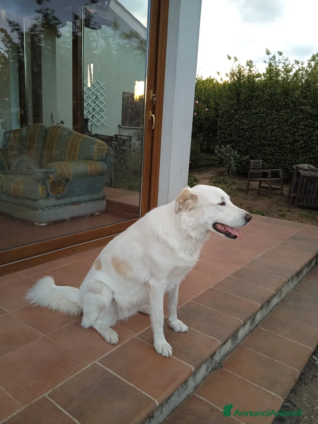 Pastore Maremmano cani in regalo: Meravigliosa Marlene  a Provincia di Viterbo - Annuncio 4