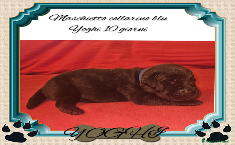 Labrador cani a Provincia di Ferrara - Annuncio 15