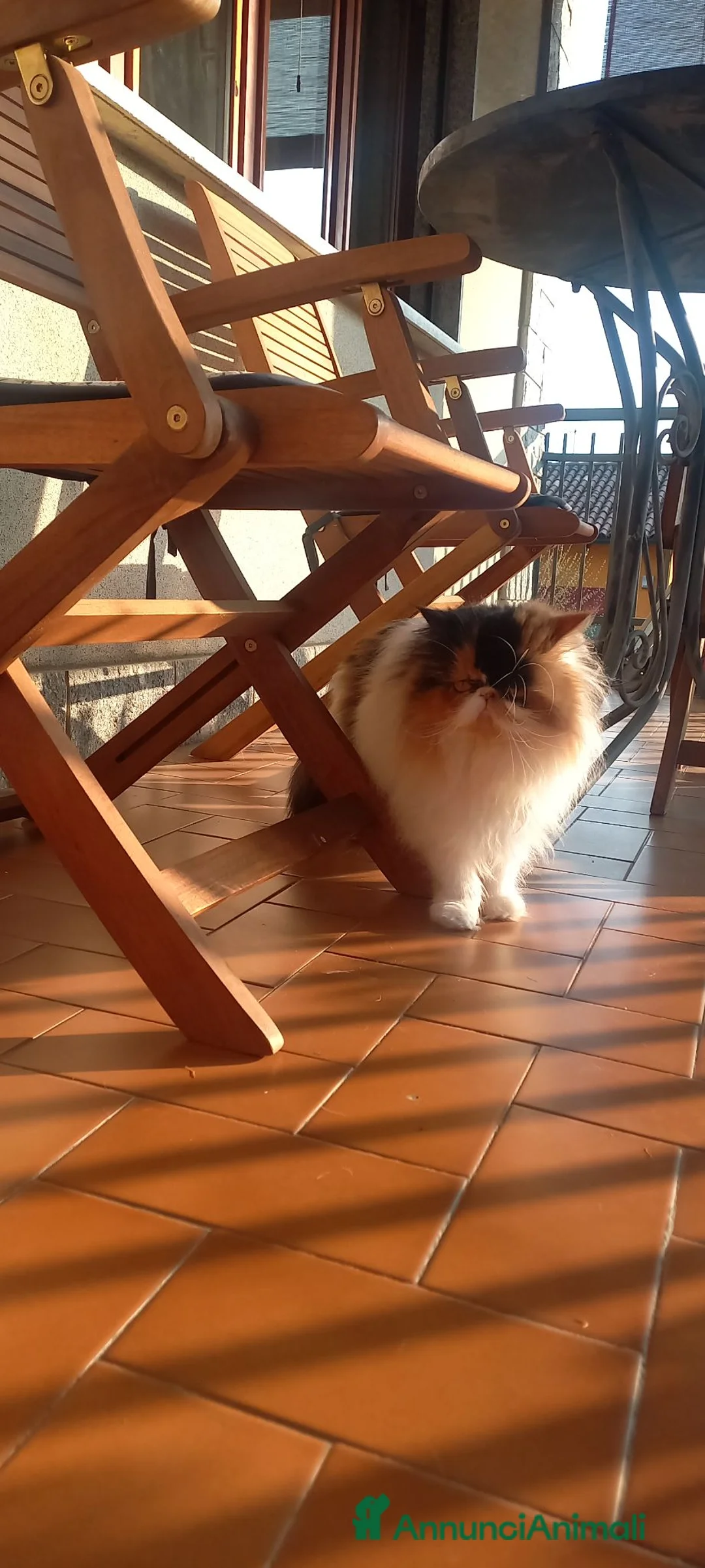Persiano gatti per accoppiamento: Sheila gatta persiano tricolore  - Annuncio 2