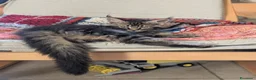 Maine Coon gatti in vendita: Cucciole di Maine Coon  - Annuncio 8