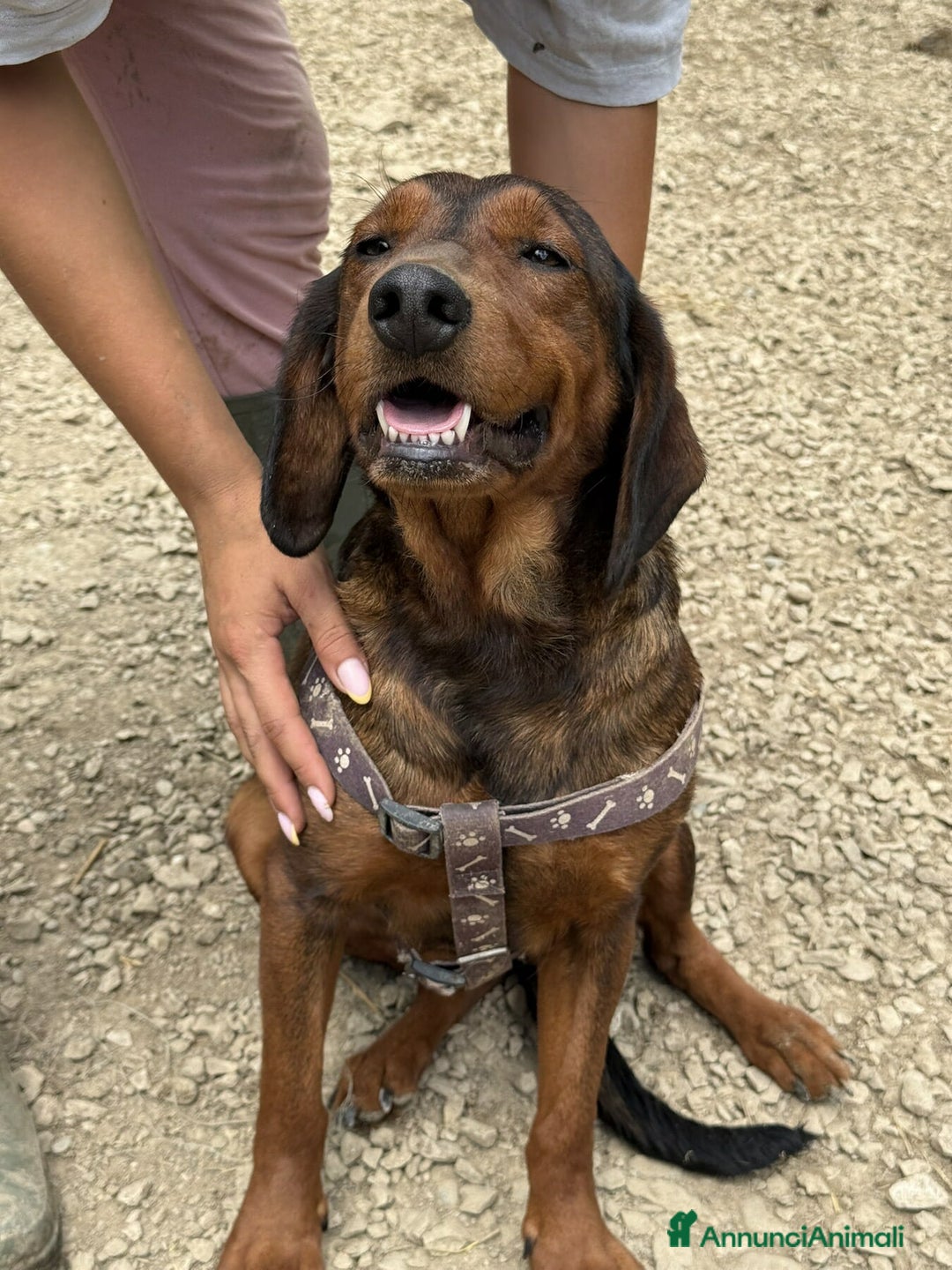 Alpenlaendische Dachsbracke cani in regalo: NOXY, piccola DACHSBRACKE super affettuosa! - Annuncio 1