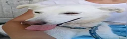 Meticcio cani in regalo: Milú 3 mesi e mezzo quasi 5 kg cerca casa  - Annuncio 2