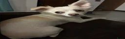 Chihuahua cani in vendita: Cucciolo Chihuahua pelo corto - Annuncio 2