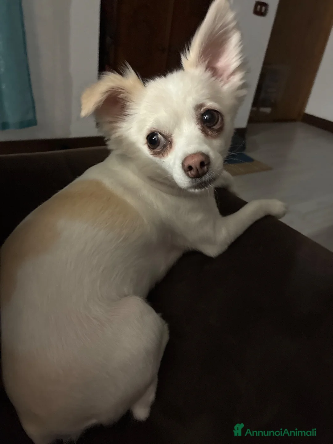 Chihuahua cani in vendita: Cucciolo Chihuahua pelo corto - Annuncio 2