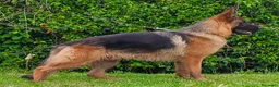 Pastore Tedesco cani in vendita: PASTORI TEDESCHI - Annuncio 12