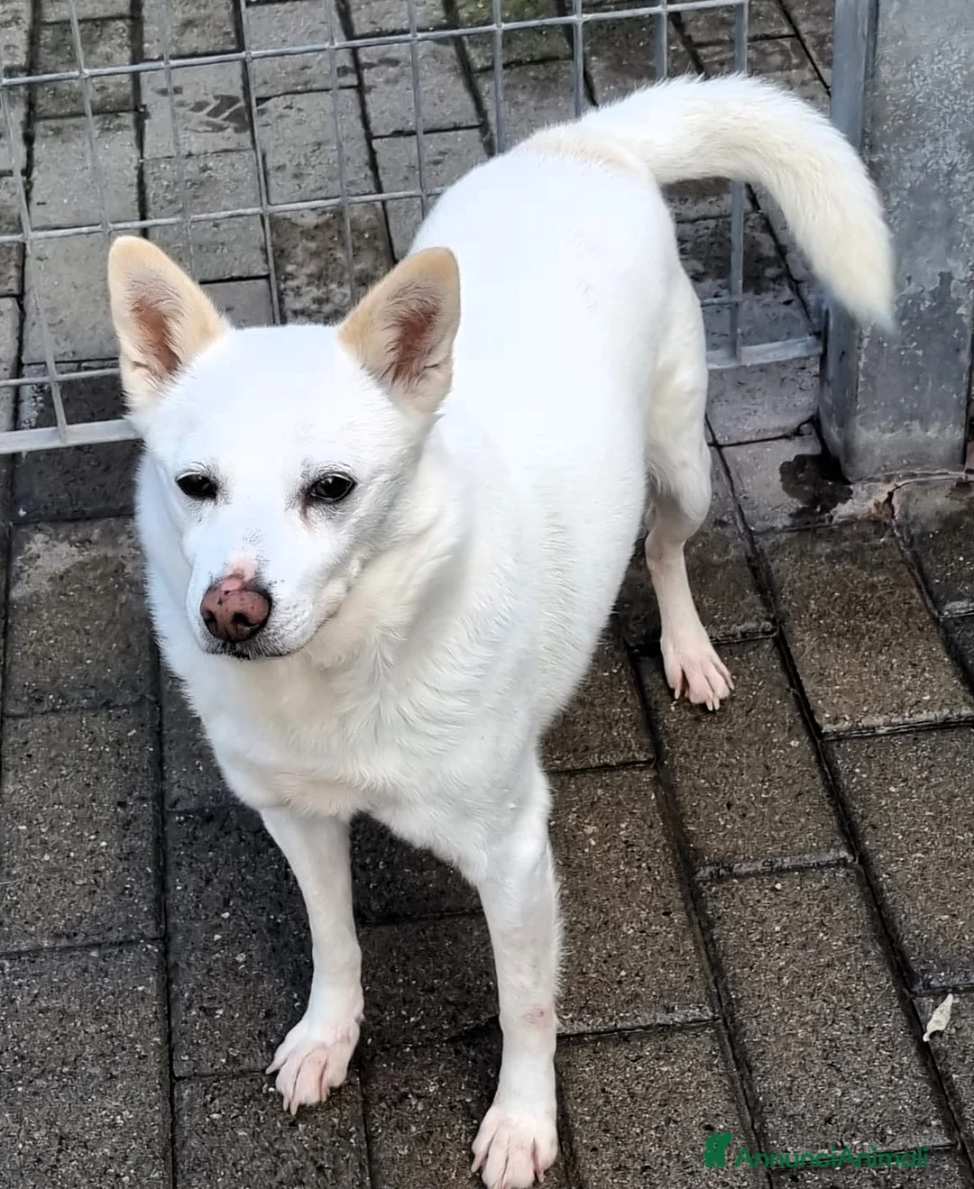 Meticcio cani in regalo: FOX DIVERSAMENTE GIOVANE - Annuncio 7