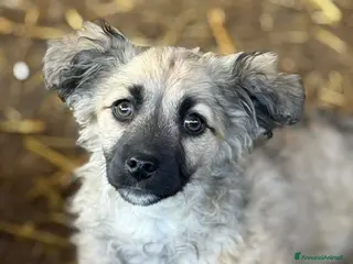 Meticcio cani VANESA, cucciola TG PICCOLA super coccolona - Annuncio 32