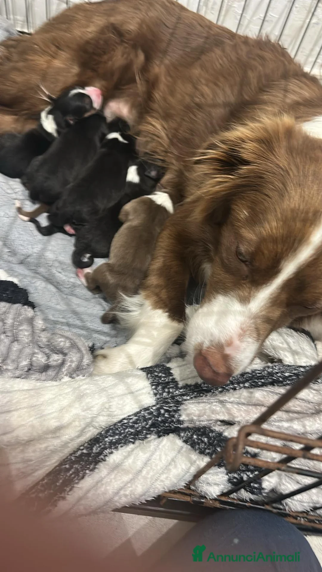 Border Collie cani in vendita: Border collie  - Annuncio 2