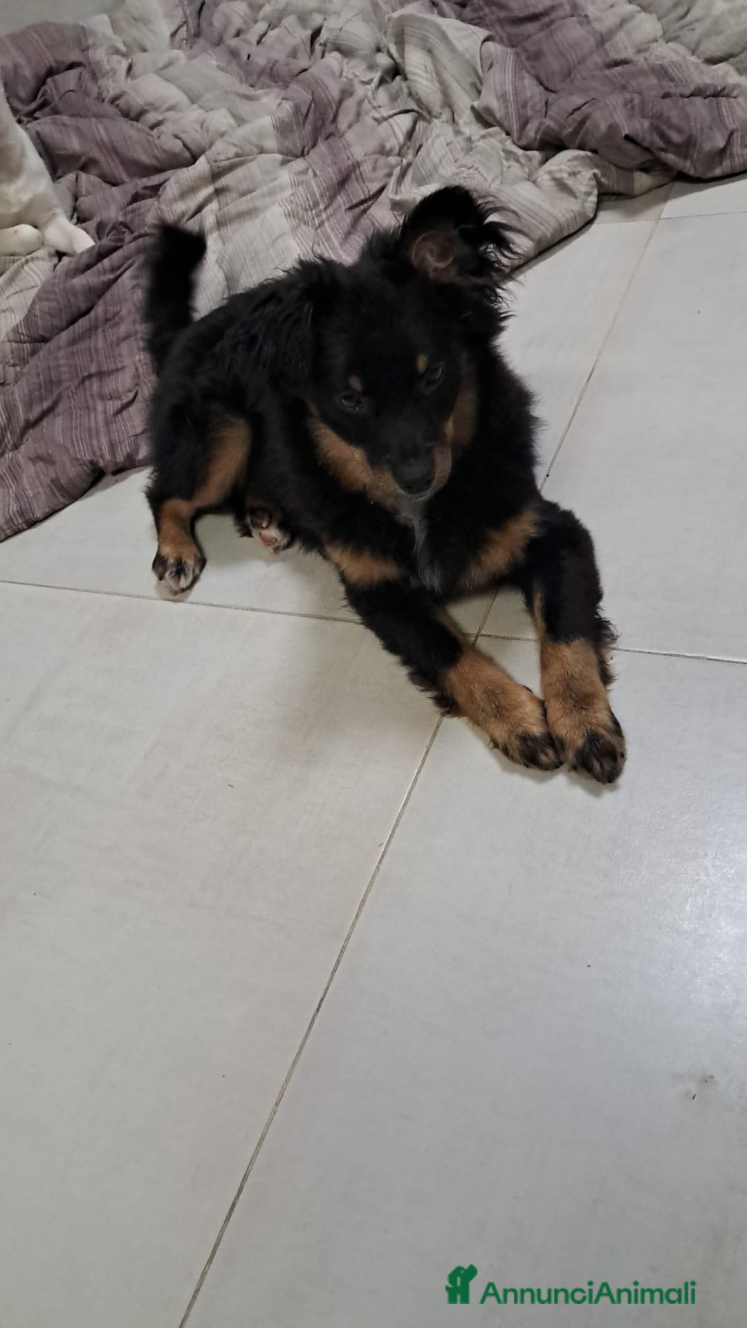 Meticcio cani Jacopino - Annuncio 22